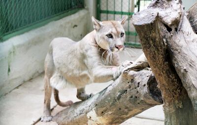Ejemplar de puma concolor (jagua pytã) introducido a un plan de reproducción en Ayolas.