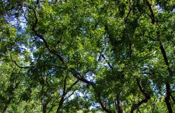 Gracias a su rica biodiversidad y recursos naturales, América Latina es una región clave para revertir los efectos del cambio climático.