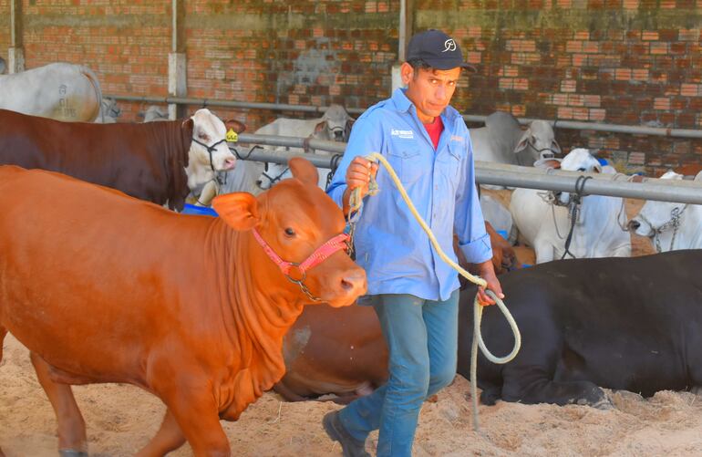Este martes se realizó el ingreso y admisión de animales para competencia. 
