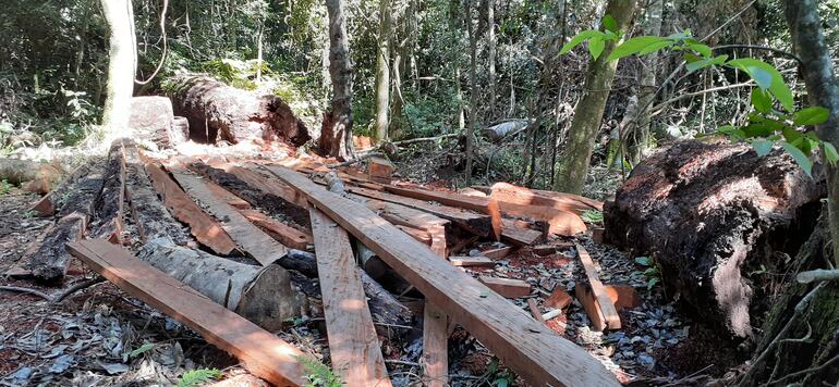 La situación de la deforestación aparece por primera vez con números oficiales en los informes del INFONA.