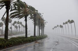 Palmeras afectadas por el viento del huracán Ian en Sarasota, Florida, Estados Unidos.