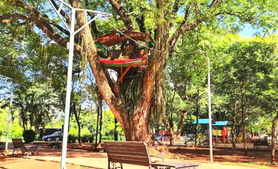 El pesebre se instaló a lo alto de este árbol para evitar daños y robos.