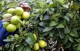 Un hombre seguirá en prisión de manera preventiva por haber sido encontrado robando pomelos.