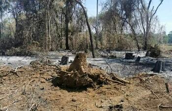 La comitiva fiscal y del Infona constataron el delito ambiental en una finca ubicada en el distrito de Naranjal, propiedad de Douglas Fernando Helmich.