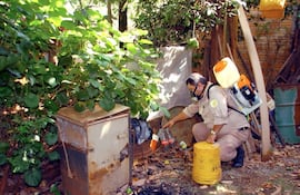 Salud insta a la eliminación de criaderos de mosquitos ante el aumento de casos de dengue y chikunguña.