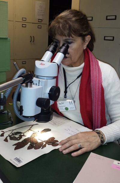 Fátima Mereles Haydar.