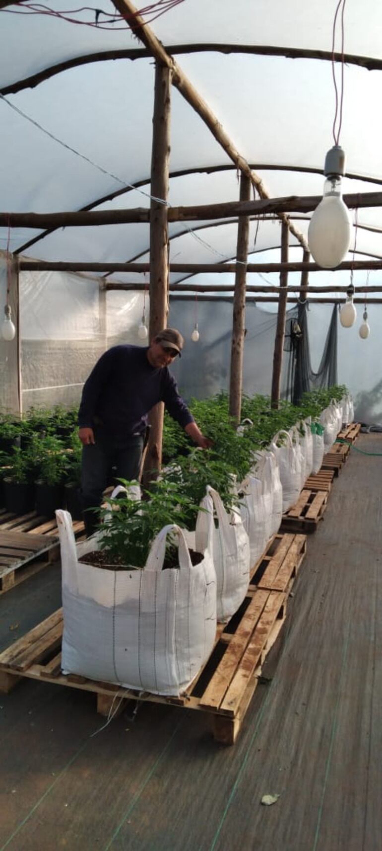 Eulalio López, dirigente de Agüerito, en el vivero montado en la comunidad.