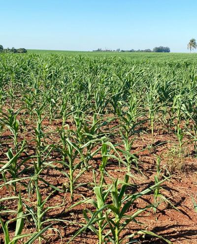 El maíz de entrezafra sufre las consecuencias  de la sequía y las pérdidas de rendimientos representarían al menos 30 por ciento. Plantaciones  de soja de la zafriña, 60%.