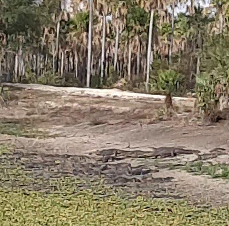 Grupo de yacares, en busca de agua en uno de los secos tajamares de la zona de Bahia Negra.