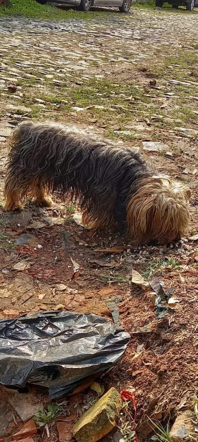 Evo, perro perdido en Asunción.
