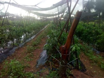 Los cultivos de tomate, locote, papa y otros rubros se benefician con la copiosa lluvia que se registró en el departamento de Paraguarí.
