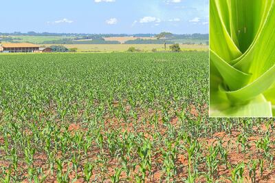 La cigarrita (foto superior) puede causar grandes pérdidas en cultivos de maíz si no se controla.