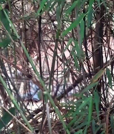 El cuerpo sin vida fue encontrado en un arroyo que cruza una zona boscosa.