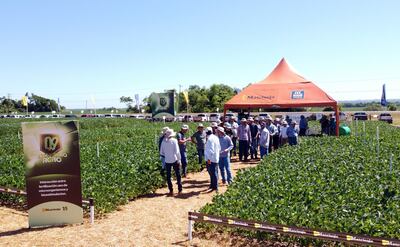 La variabilidad de suelo, clima y otros factores hace que el productor necesite sojas adaptadas.