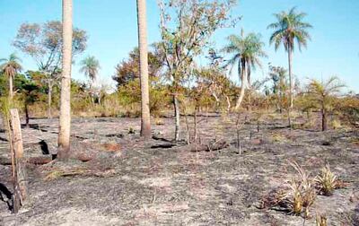 Inconsciencia, ignorancia y piromanía son causantes de los incendios en el campo y la ciudad.