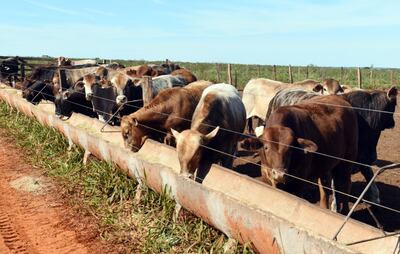 Genética y buena nutrición en todas las etapas de desarrollo para una rápida ganancia de peso.