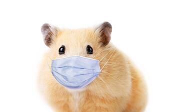 HAMSTER TAPABOCAS CORONAVIRUS RATÓN LABORATORIO
