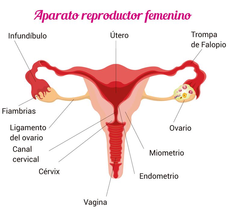 aparato reproductor femenino y masculino