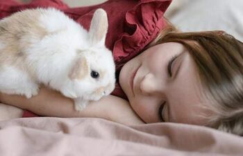 Los conejos son extremadamente limpios, cariñosos y juguetones, ideales para tener como mascotas para niños mayores de 8 años y adultos.