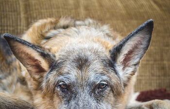 Los cambios de comportamiento más frecuentes en animales, es desorientación, en la que los animales pueden presentar signos de desorientación o mirar fijamente e inmóviles a la pared o al suelo.