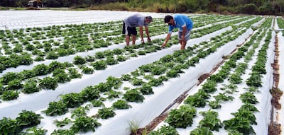 Los frutilleros comienzan a cosechar y esperan poder vender en la feria tradicional.