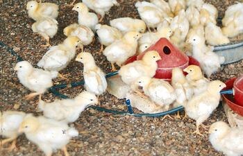 Los palatantes y aromatizantes facilitan que el animal consuma su ración eficientemente.