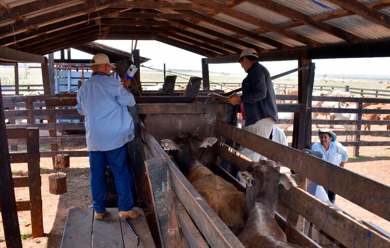 El uso de antibióticos en producción animal debe ser controlado.