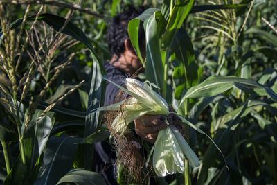 Un campesino trabaja en la recolección de cosecha de maíz, el 9 de febrero de 2022 en Tehuantepec, estado de Oaxaca (México).  FAO insta a América Latina a convertirse en líder global de productor de alimentos.