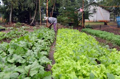 Una familia que se dedica a la verdulería en San Juan Bautista, Misiones, celebró la bienhechora lluvia registrada entre el lunes y ayer.