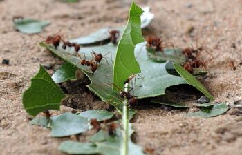 Hay al menos 20.000 billones de hormigas en la Tierra, según un nuevo estudio que dice que incluso esa asombrosa cifra probablemente subestima la población total de estos insectos, parte esencial de los ecosistemas de todo el mundo.