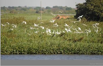 Senacsa realiza avistamiento de aves en diferentes zonas del país, en el marco de la alerta por posible llegada de bandadas migratorias con síntomas de influenza aviar.