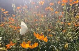 La "invasión" de mariposas blancas en Asunción fue captada en cámara lenta por el director de cine Marcelo Martinessi.
