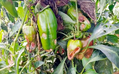 Frutos y hojas de locote destruidos por la enfermedad denominada antracnosis.
