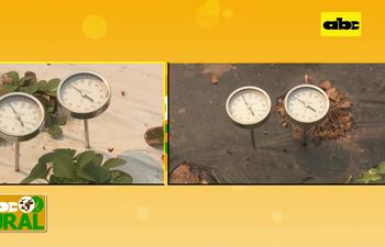 Abc Rural: Diferencia de temperatura entre mulching negro y blanco (I)