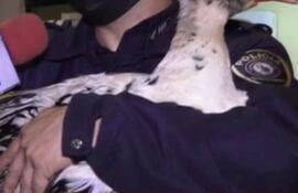 Suboficial Arnaldo Peralta, con el pato "upa"