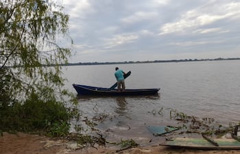 Ante la crecida del río, productores trasladan sus animales vacunos desde los carrizales en canoas a tierra firme.