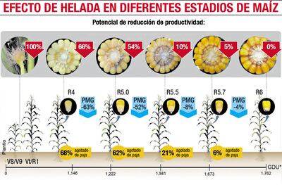EFECTO DE HELADA EN DIFERENTES ESTADOS DE MAÍZ