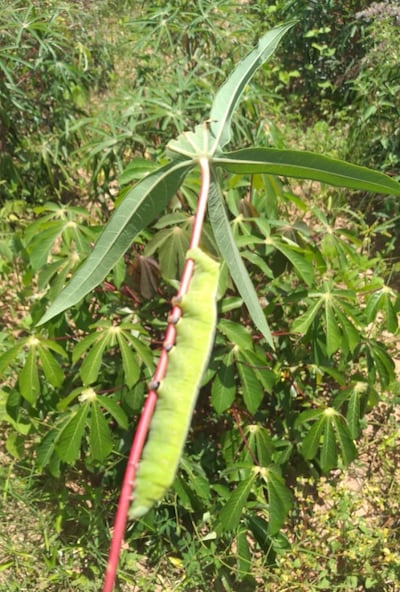 Los  gusanos conocidos como  marandova  atacaron  diferentes sembradíos.