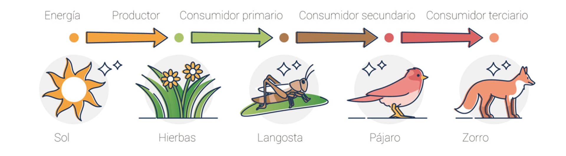 definición de la cadena alimentaria