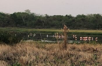 Hermosas aves migratorias se dejan ver en Laguna Ka’aguy de Concepción.