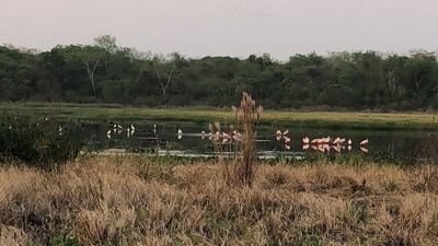 Hermosas aves migratorias se dejan ver en Laguna Ka’aguy de Concepción.
