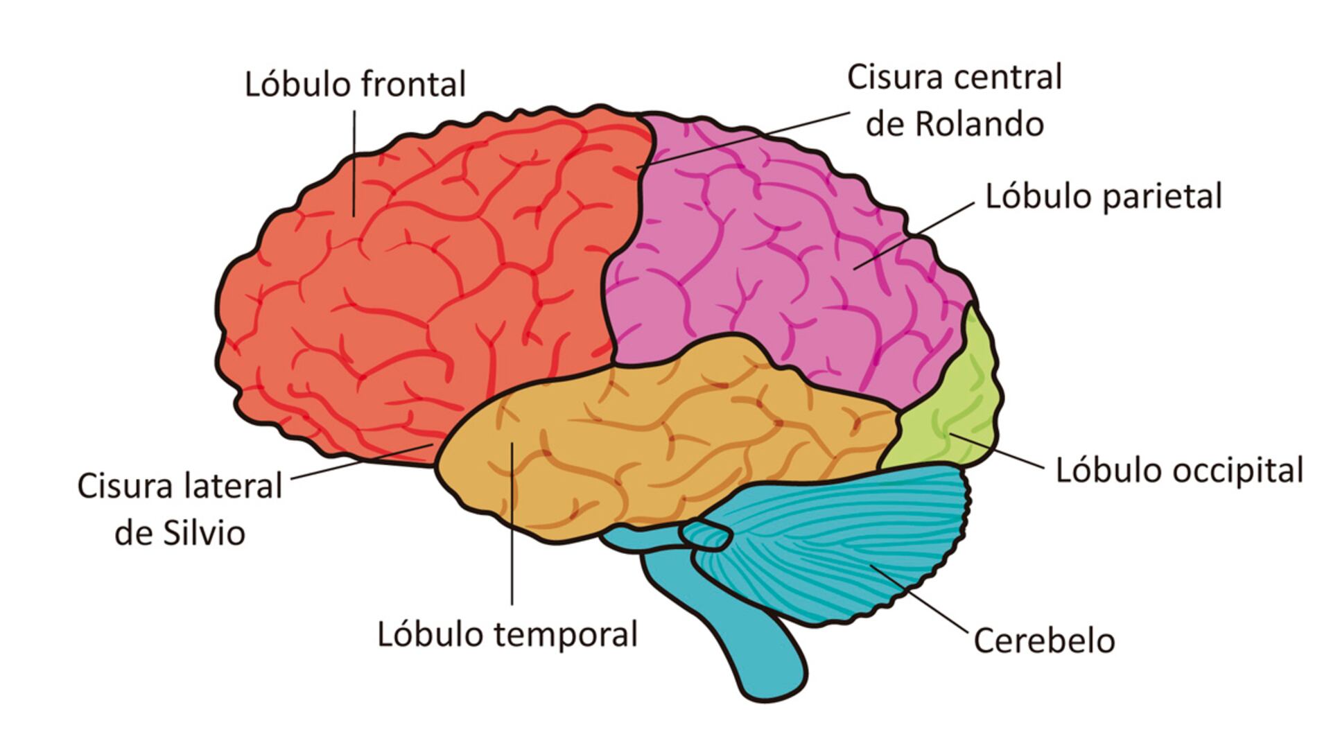 superficie lateral de las circunvoluciones de la corteza cerebral