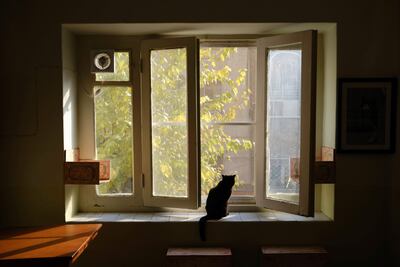 La República Islámica de Irán ha mantenido una compleja relación con las mascotas a lo largo de los años, pero ahora se plantea directamente su prohibición al considerar a animales como perros y gatos "peligrosos" e "impuros".