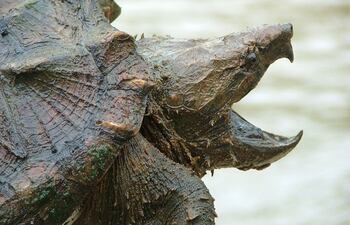 El vídeo, tomado por Anna Zora, subdirectora de conservación y sostenibilidad de la isla, ofrece algunas de las primeras pruebas definitivas de un ataque deliberado y planificado por parte de una tortuga.