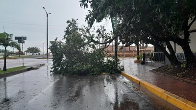 21-11 Cerro Corá c. Francia rama caída