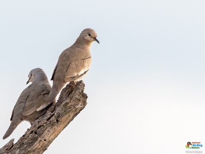 Pyku'i (Columbina picui), fotografía gentileza de Oscar Rodríguez (Paraguay Birding & Nature), CON - Paraguay.