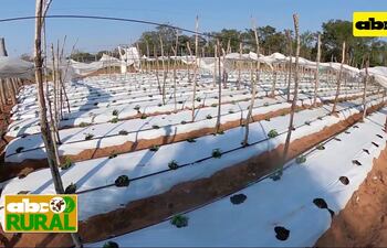 Abc Rural: Cultivo de locote maravilloso