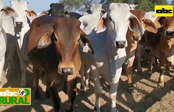 Abc Rural: Cría, recría y nutrición de ganado en el Chaco