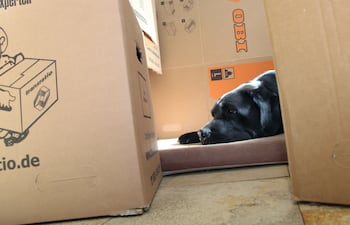 Para algunos perros todo está bien, si están junto a las personas que los cuidan. Pero los animales más temerosos pueden ponerse ansiosos si ven que su hábitat se modifica rápidamente a medida en que se embala todo para una mudanza.