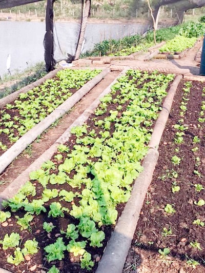 Lechugas frescas y de buena calidad también se cultivan en tierras chaqueñas, según se puede corroborar.